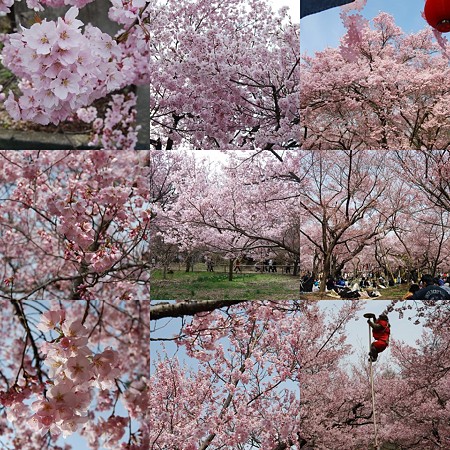 collage