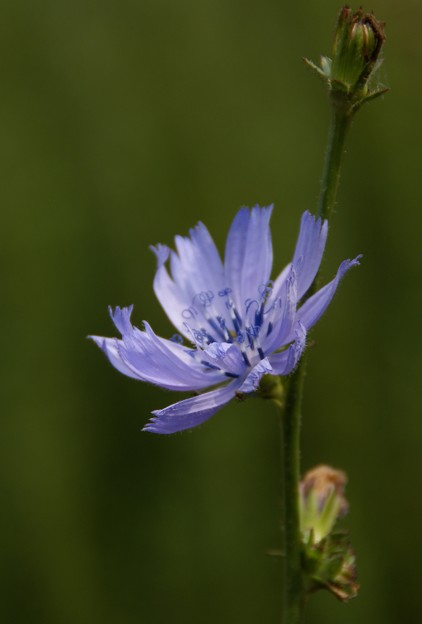 美しい青 チコリの花 写真共有サイト フォト蔵