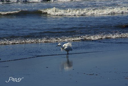 浜辺にて・・2