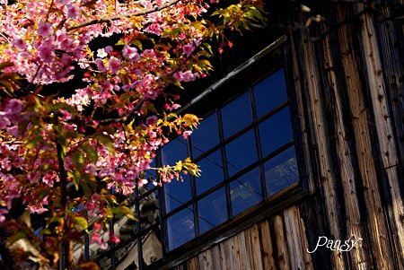 桜が映える家・・