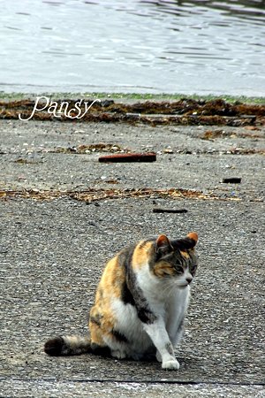 海辺の猫・・