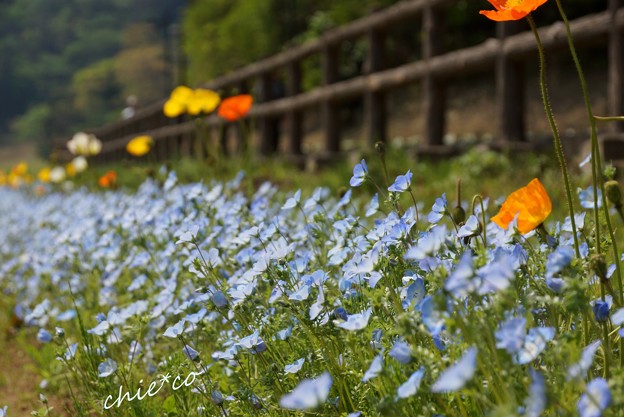 くりはま花の国-053