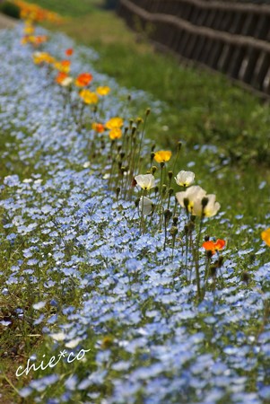 くりはま花の国-055