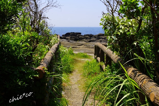 天神島臨海自然教育園-012