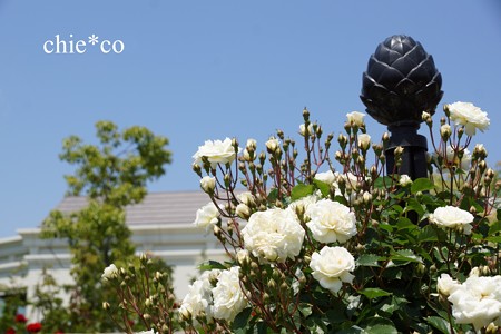 横浜 English Garden-197