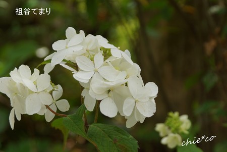 鎌倉長谷-074
