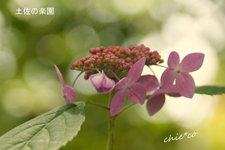 鎌倉長谷-084