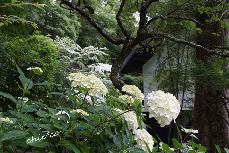 白の重なり・・山法師と・・紫陽花と・・