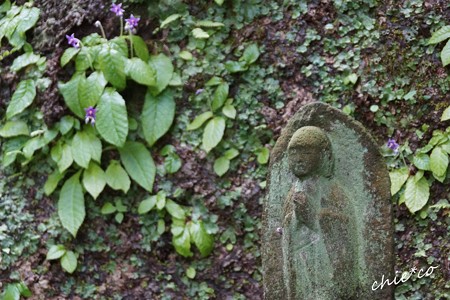 イワタバコとともに・・