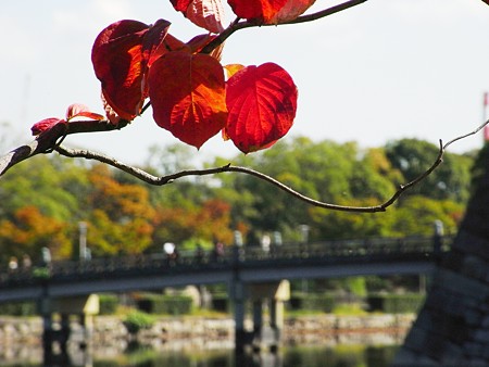 紅く染まったハナミズキの葉と・・・