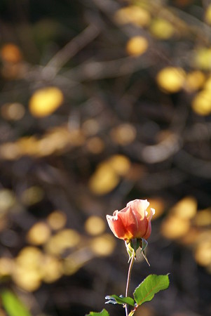 暖色が重なって・・・薔薇1輪・・♪