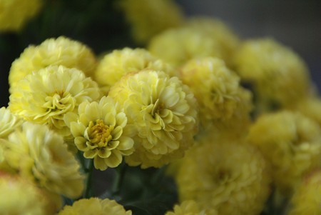 黄色のボンボン・・小菊・・・