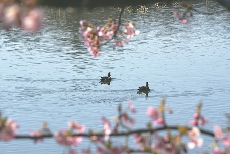 桜と・・鴨のいる風景~♪