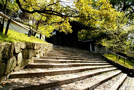 京都 桜さんぽ 16