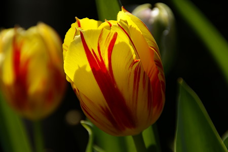 My Tulips...