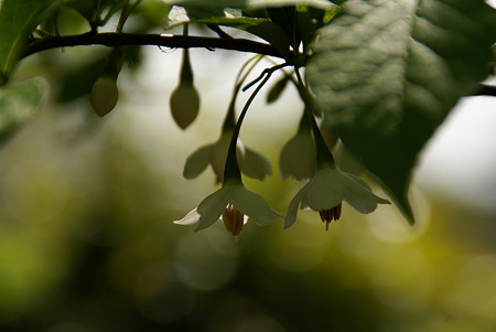 可憐～エゴノキの花・・♪