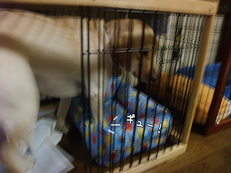 ギュー