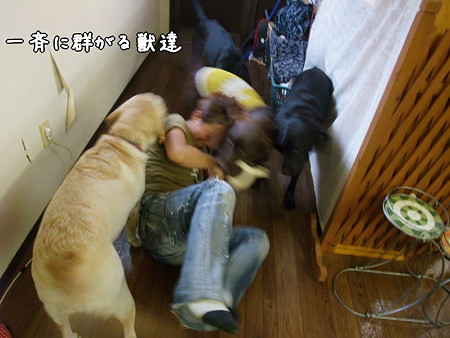 群がる獣