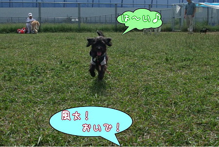 おいで