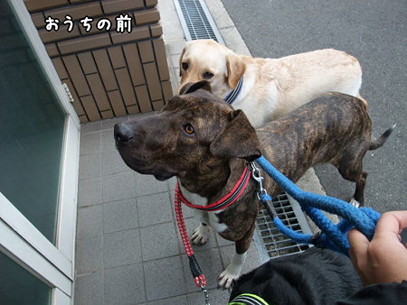 おうちの前