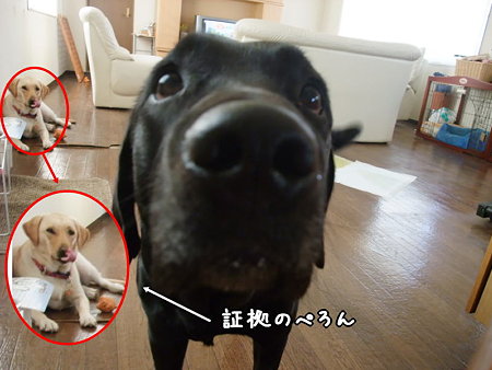 証拠のペロン