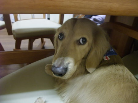 寂しがり屋です