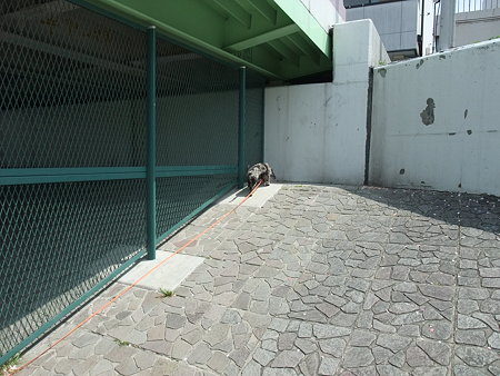 春も真似していましたよ
