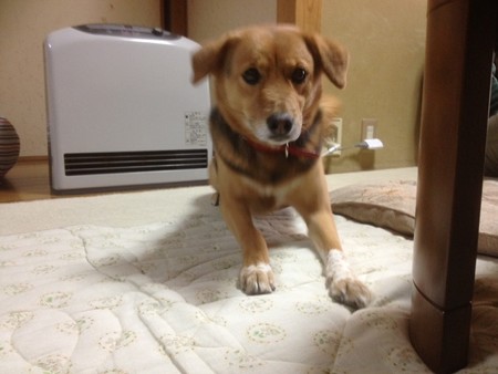 先住犬のランちゃんです
