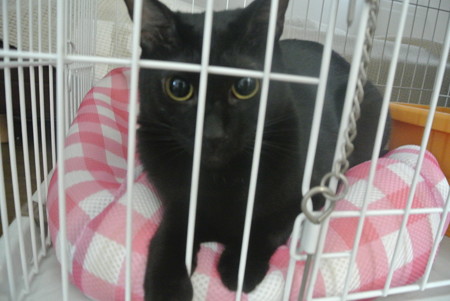 いつも飼い主不在で寂しいネロ・・・
