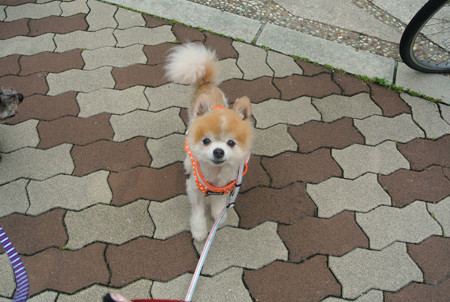 散歩は少しずつ