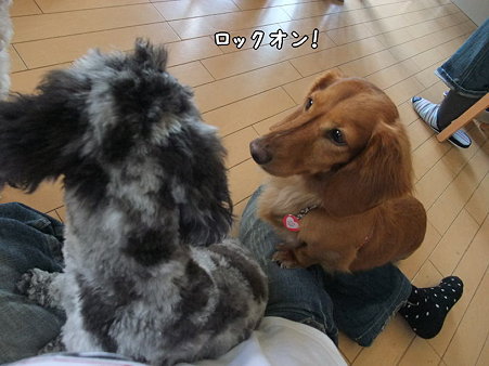 ランちゃんにロックオンされてしまった春馬