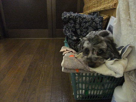 カゴ犬?