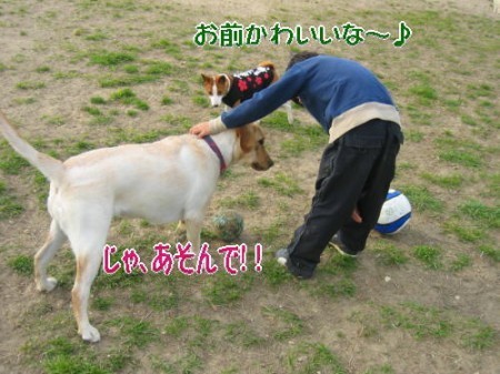 ドッグラン2