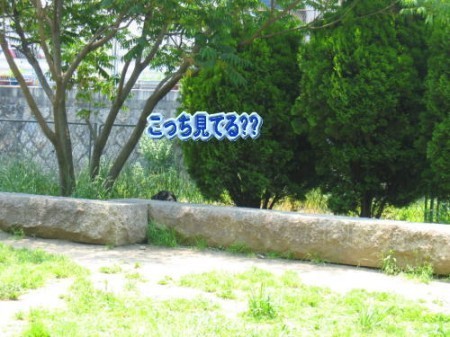 土手9