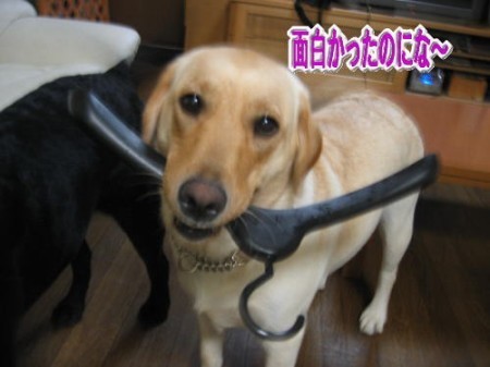 紫音12
