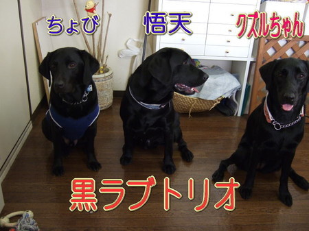 wans3