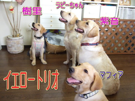 wans4