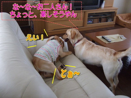wans5