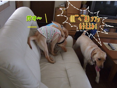 wans6