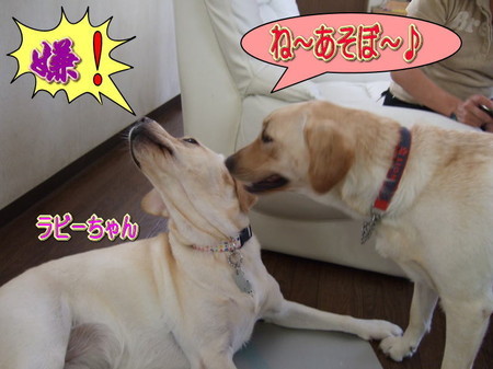 wans4