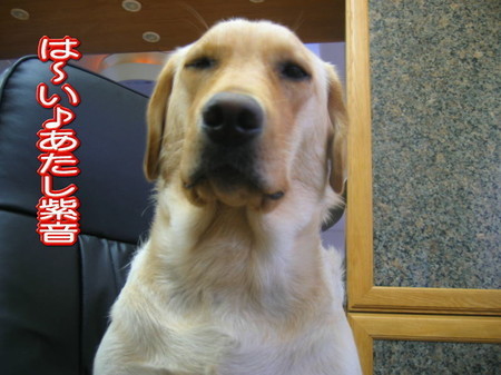 紫音