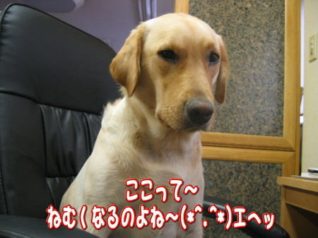紫音6