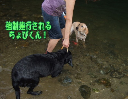 川遊び 強制連行