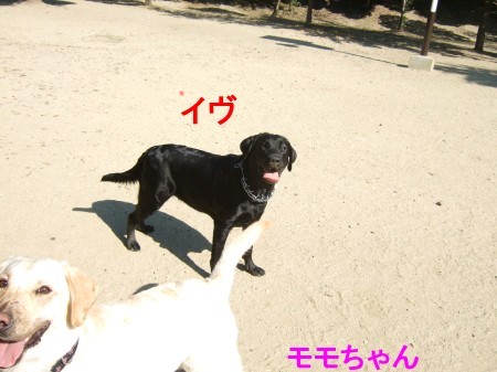 イヴ