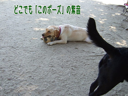 ポーズ