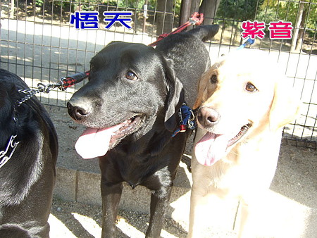悟天と紫音
