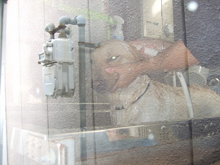 犬の床屋