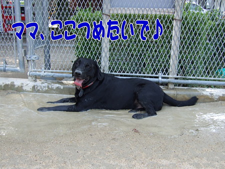 水溜り