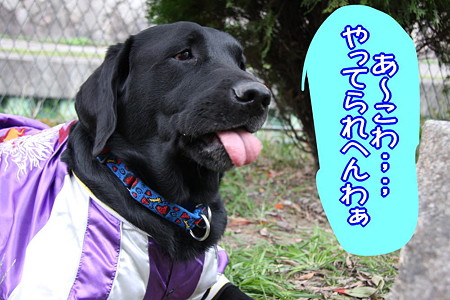 ぼやき
