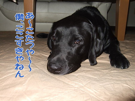 こたつ1
